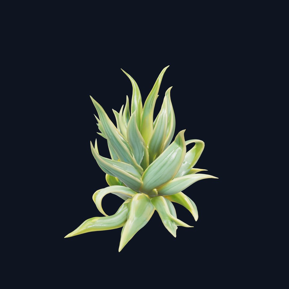 Agave Plant D Model Pack